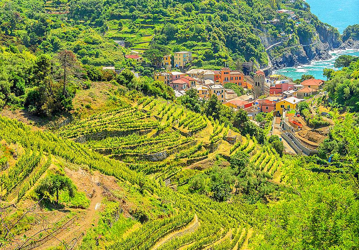 Cinque Terre vineyards