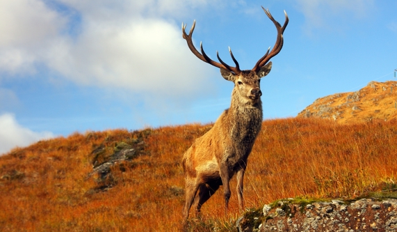 Scottish Highlands