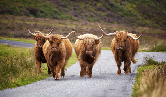 Highland cows in Scotland