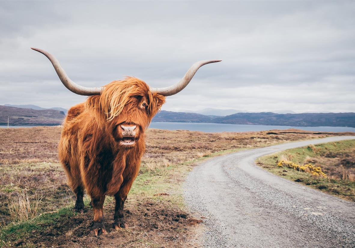 The hairy locals!