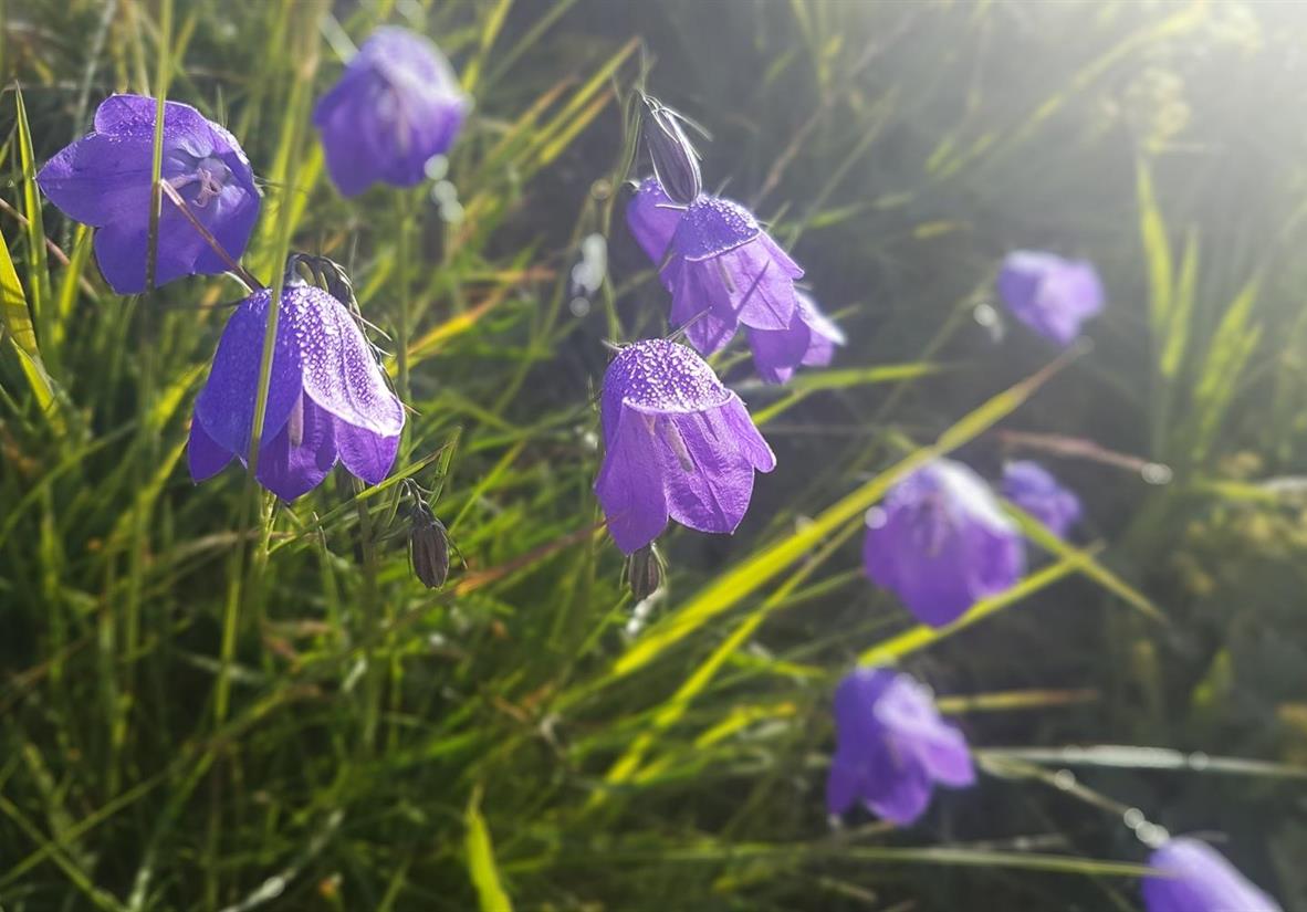 Alpine flowers in bloom