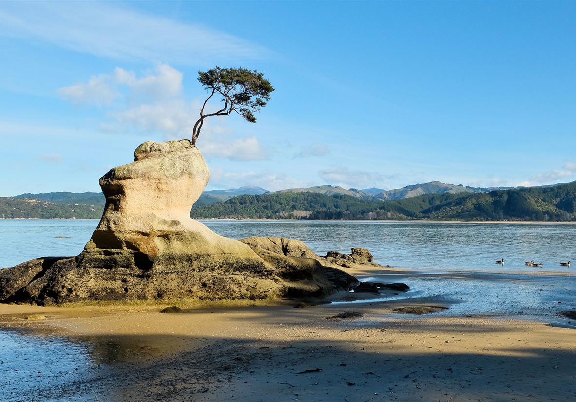 Tree and rock formation in Tinline Bay