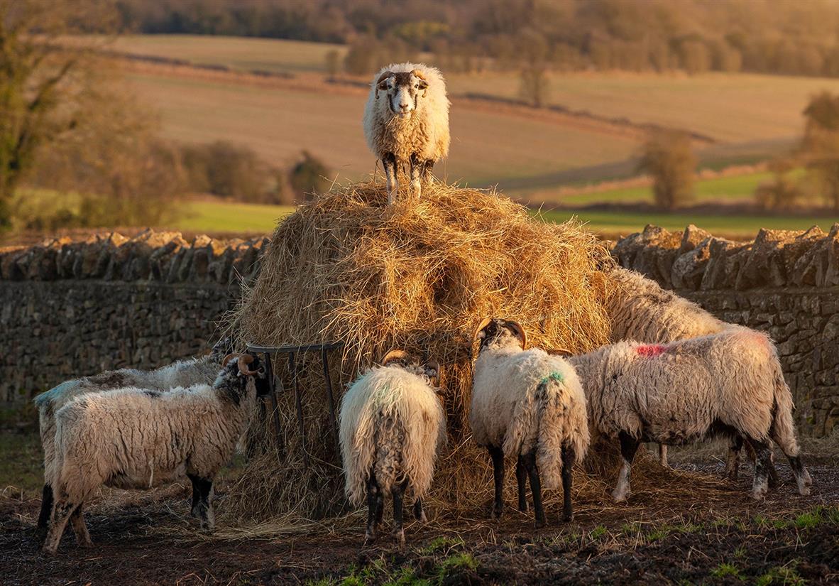 Meet some woolly friends along the way