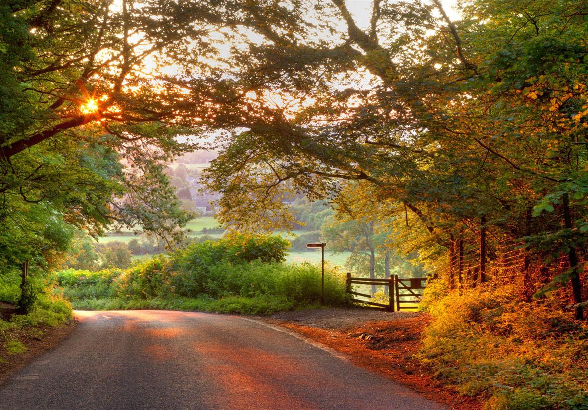 Auburn glow of trees shrouding a country road