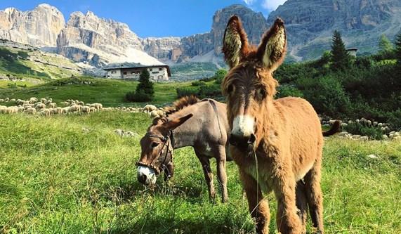 Dolomites