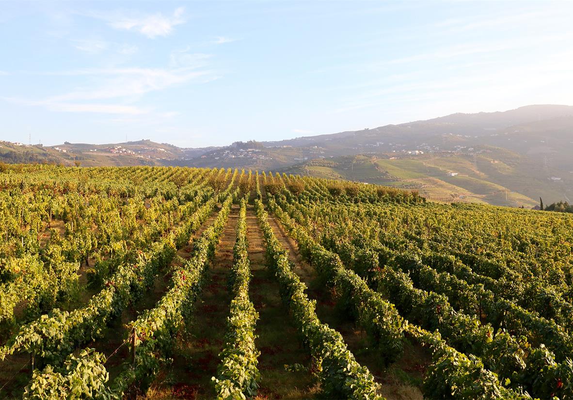 Walk through the world-famous vineyards