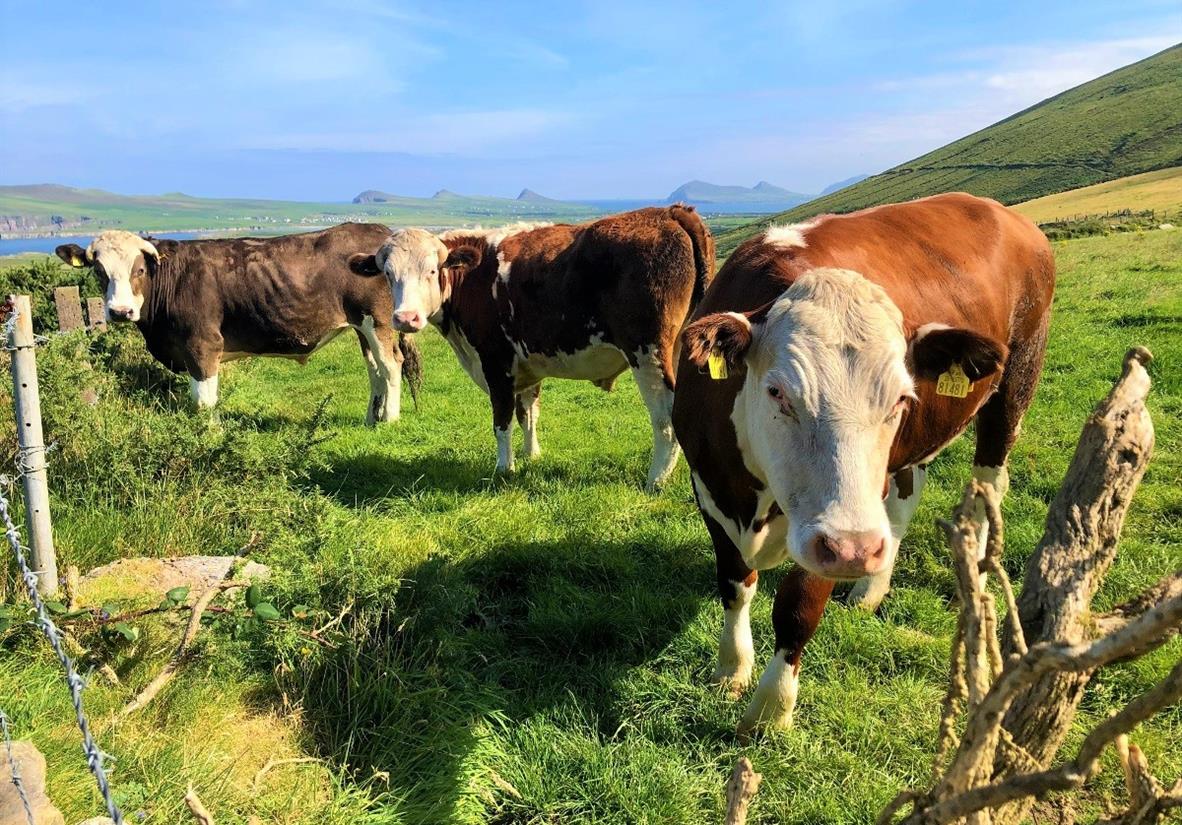 Friendly locals grazing in the greenery