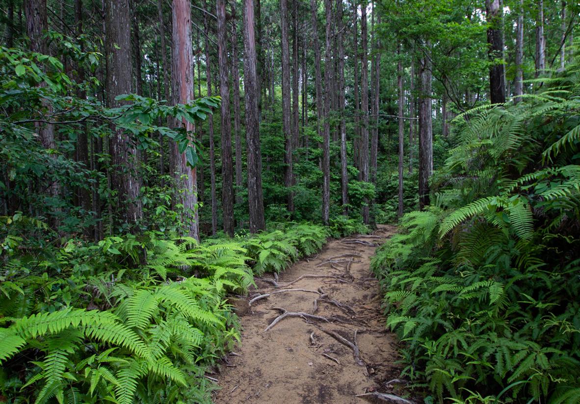 Vibrant vegetation and wooded paths