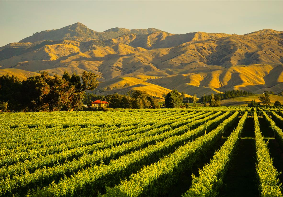 Marlborough Vineyards