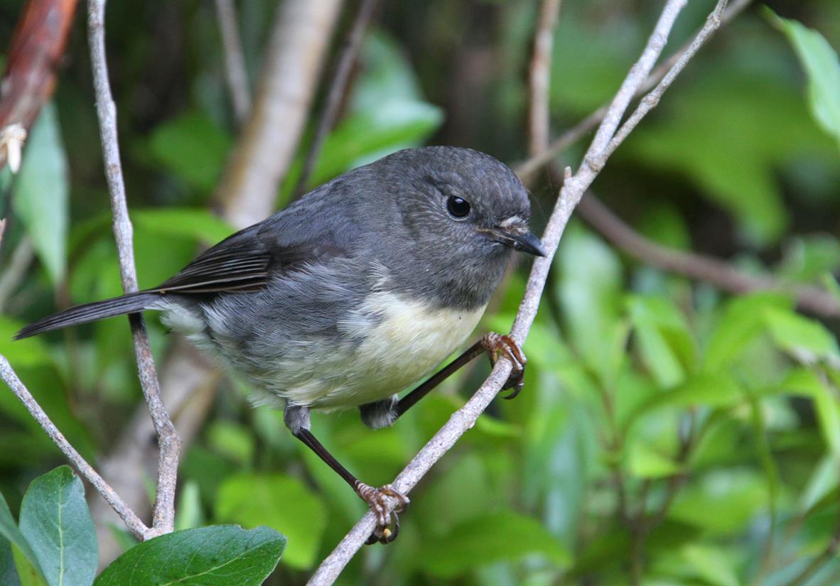 Spot the adorable New Zealand grey warbler