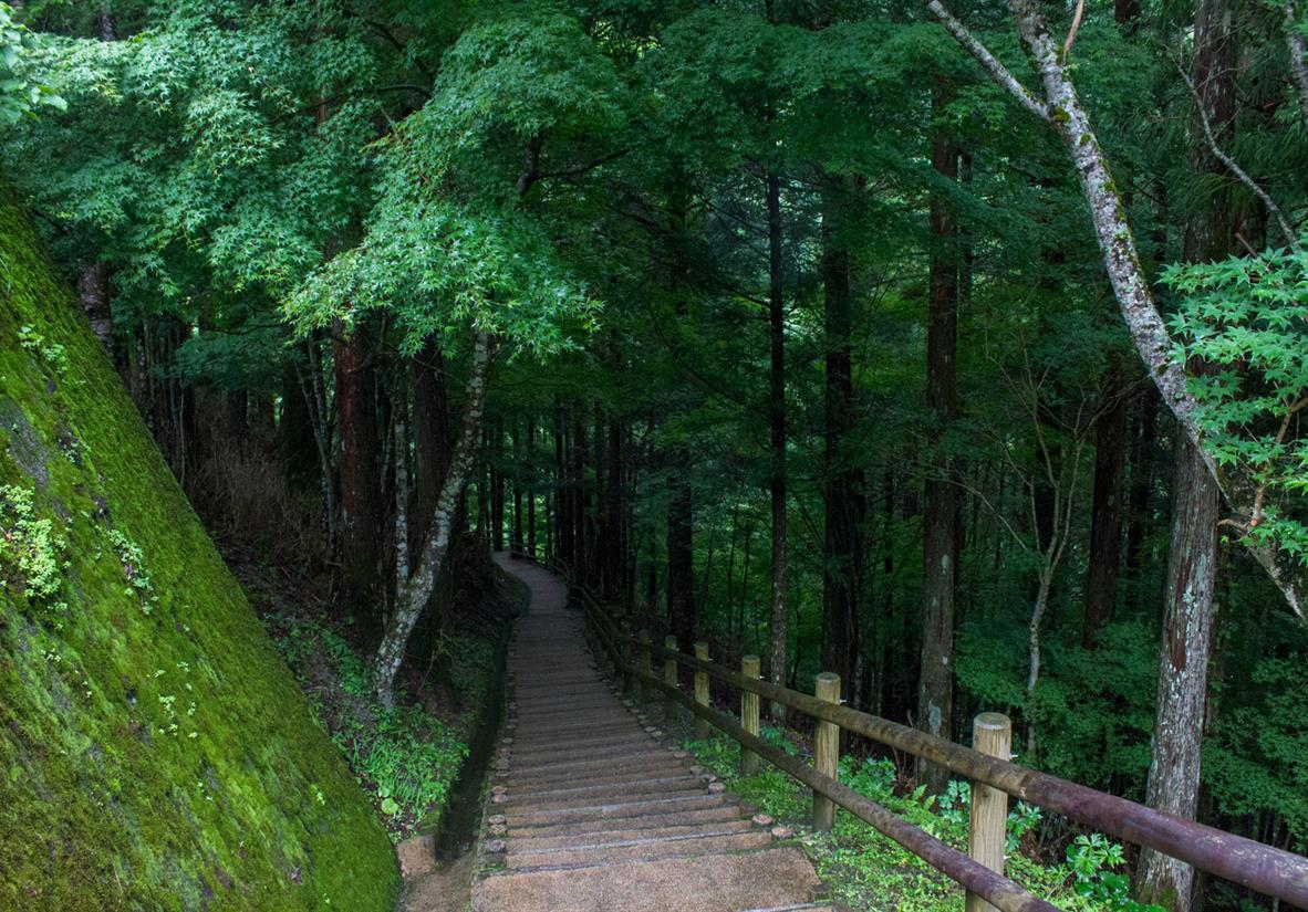 Trail descending into a canopy of trees