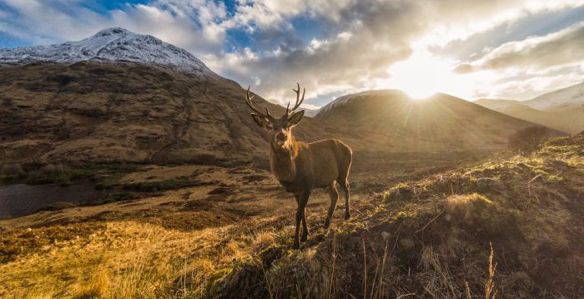 Wildlife on the West Highland Way