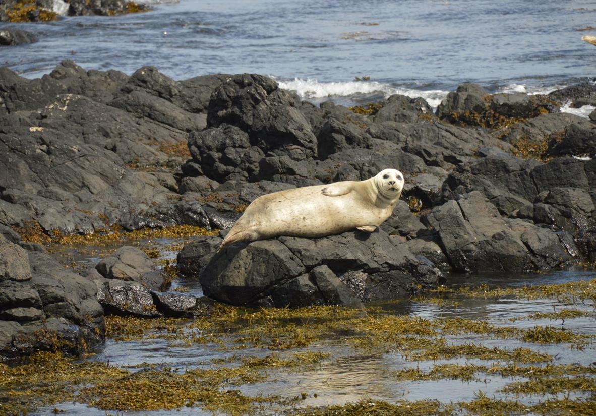 Local seals on Rathlin Island