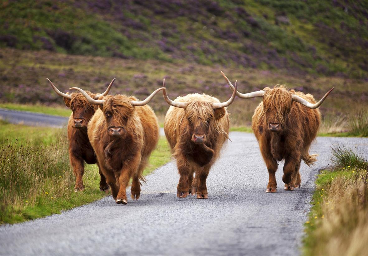 Highland cows are a common sight on Skye