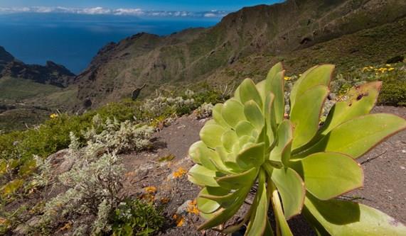 Canary Islands