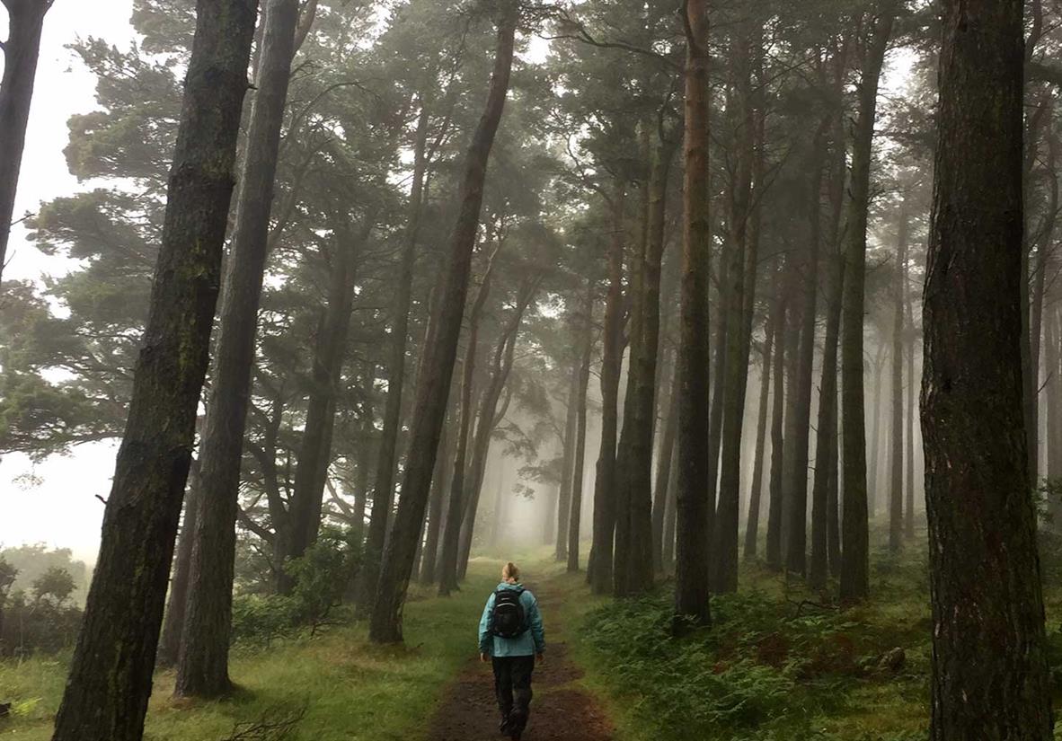 Walking through woodland on the way to Fenwick
