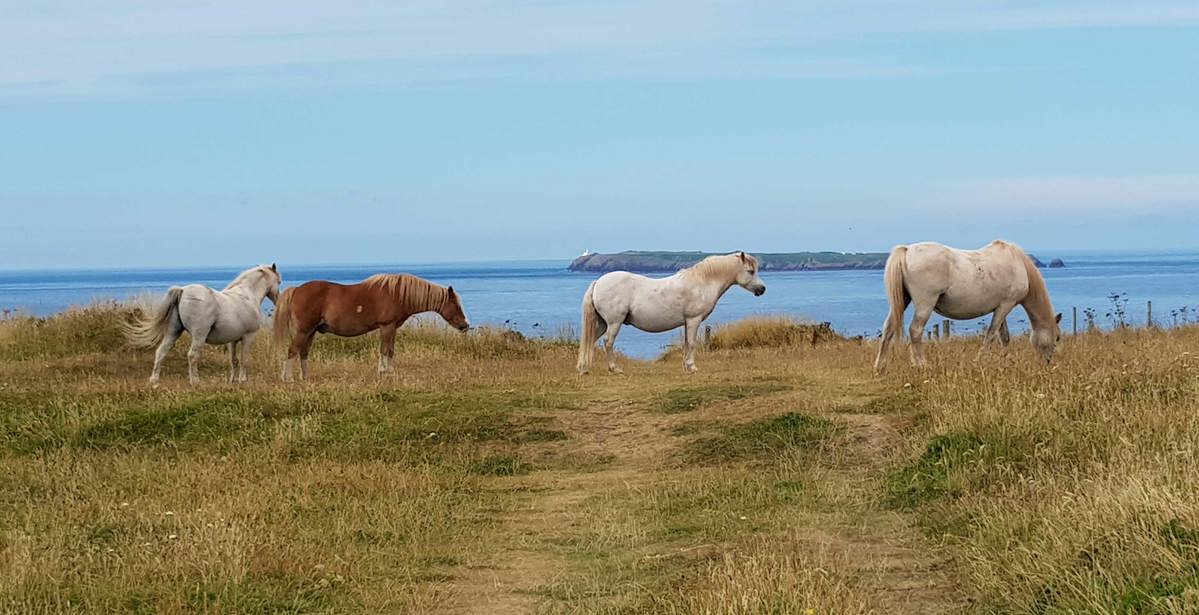 Adventure of the Week: Pembrokeshire Coastal Path